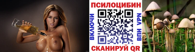 дарнет шоп  Кедровый  Псилоцибиновые грибы мицелий 